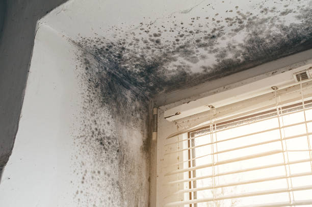 Affordable Mold Remediation solutions in Verona, VA